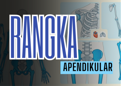 Rangka Apendikular